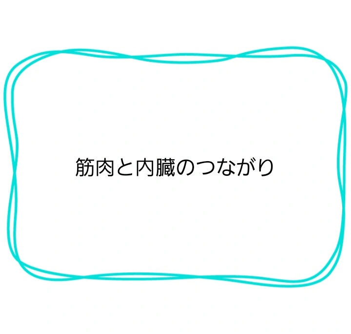 筋肉と内臓